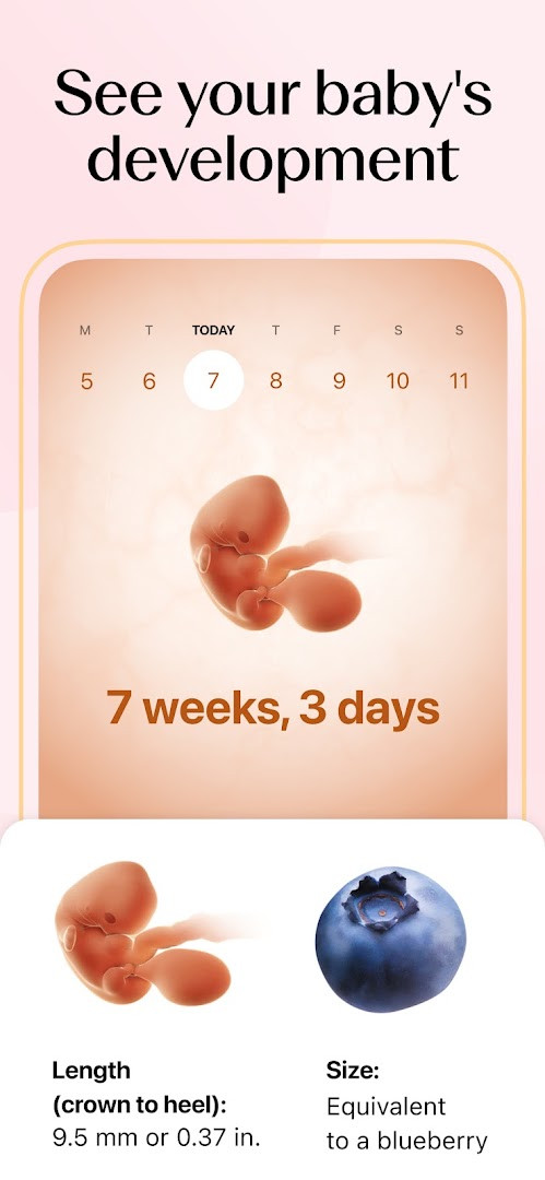 Pregnancy mode showing week-by-week baby development and body changes.